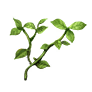 Herb Leaf