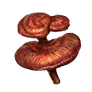 Reishi